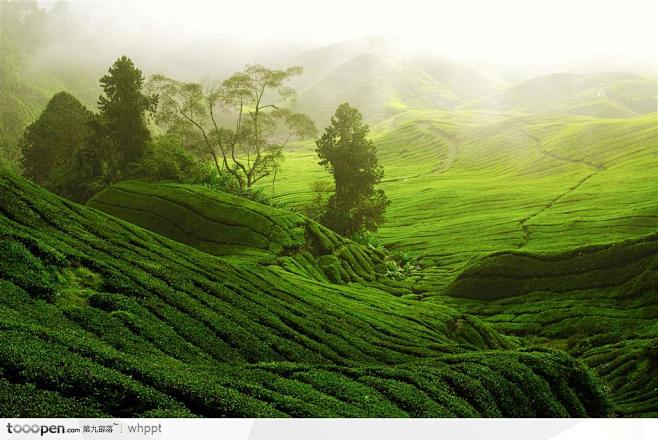 大片的绿色绿意茶园风光摄影背景桌面壁纸图...