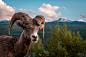 Bold Ram: This rocky mountain big horn sheep ram was bold enough to allow me to approach him and snap this shot before he lost interest in me and rejoined his herd.