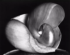 zaabcde采集到摄影-Edward Weston