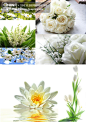纯洁白色花朵素材