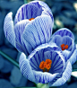 荷兰番红花 Crocus vernus：又名紫番红花，番红花属植物。直立的花的颜色为白色到紫色，有时含紫色条纹，有时有深色的斑点。开花季节为3月到6月，少数可达到8月，每年在旧根基础上长出新的球状块茎。