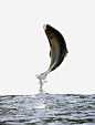 跃出水面的鱼高清素材 动物 户外 水花 水面 自然 跃起 跃起的鱼 跳出 野外 野生动物 鱼 鱼类 元素 免抠png 设计图片 免费下载 页面网页 平面电商 创意素材