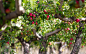 General 2560x1600 plants apples fruit colorful