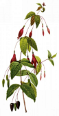 国外手绘植物花朵大全图片 
尺寸：1126x2200 
图片编号：11104-299062