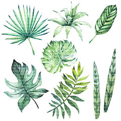 森屿海巷ゝ采集到植物