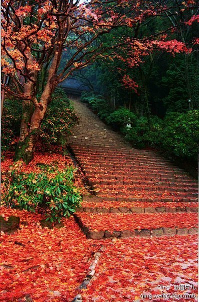 红叶铺满日本穆罗寺的小路，幽静、漂亮。
