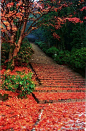 红叶铺满日本穆罗寺的小路，幽静、漂亮#旅游#
