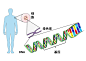 DNA、基因和染色体
