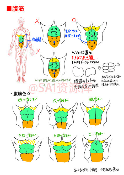 #SAI资源库# 动漫男性肌肉的绘制方法...