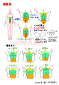 #SAI资源库# 动漫男性肌肉的绘制方法借鉴！了解不同身材的体型和肌肉结构，画出你想画的汉纸来~自己借鉴，转需~（画师：xylo id=42154958 ）