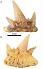 Ancient shark fossilised teeth. Devonian geological period.  The teeth belong to a species of shark that had a bony skeleton not one just made of cartilage.