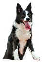 狗1
