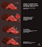 【绘画参考】跟着蒼凌月老师画好吃的肉 | 半次元-二次元爱好者社区