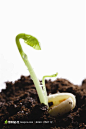 幼苗嫩芽-土壤中新生的幼苗摄影背景桌面壁纸图片素材