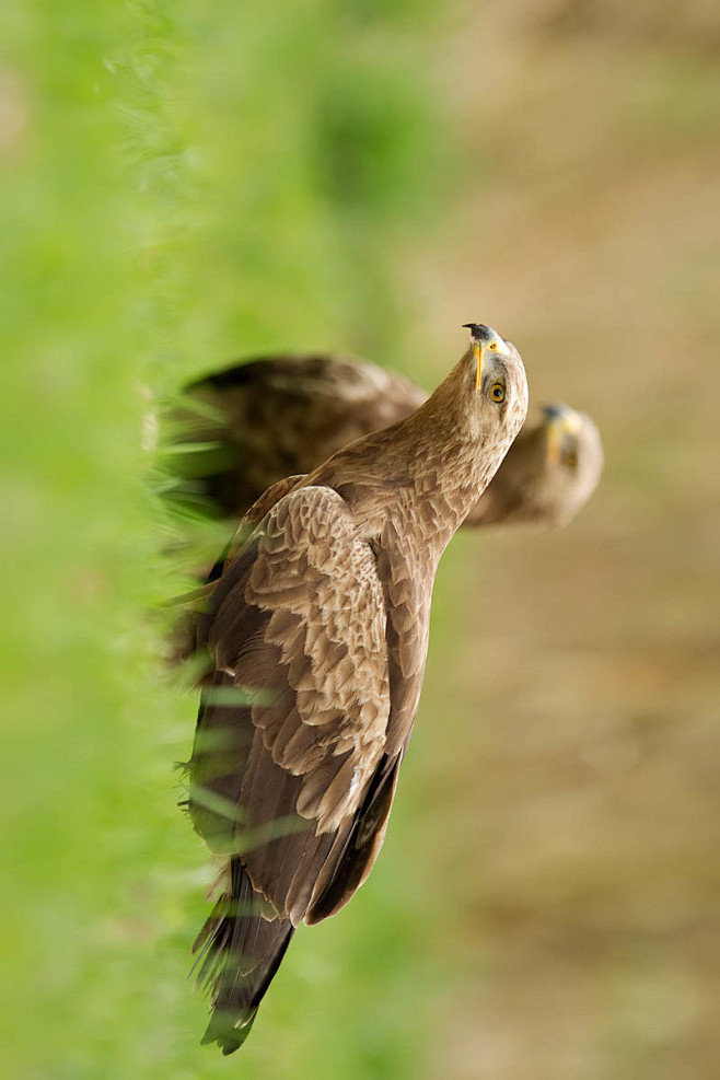 鹰形目鹰科乌雕属小乌雕