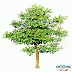 最全100-1张精美园林植物水彩效果图（拉丁名+种名） - 手绘效果图 - 园林学习网 - 10年专注！最大最精最专一的园林景观行业交流平台 - 手机版
