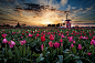 David Wang在 500px 上的照片Sunset Over Wooden Shoe Tulip Farm