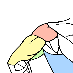 Animate丨人物动态姿势画法技能教程...