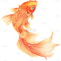动物系列金色描边金鱼贴纸
