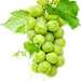 阳光玫瑰