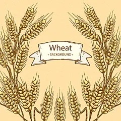 水稻麦田风景插画