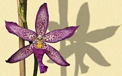 宽屏鲜花特写桌面壁纸1