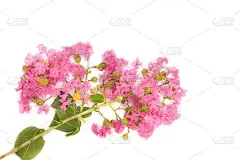 粉红色的紫薇