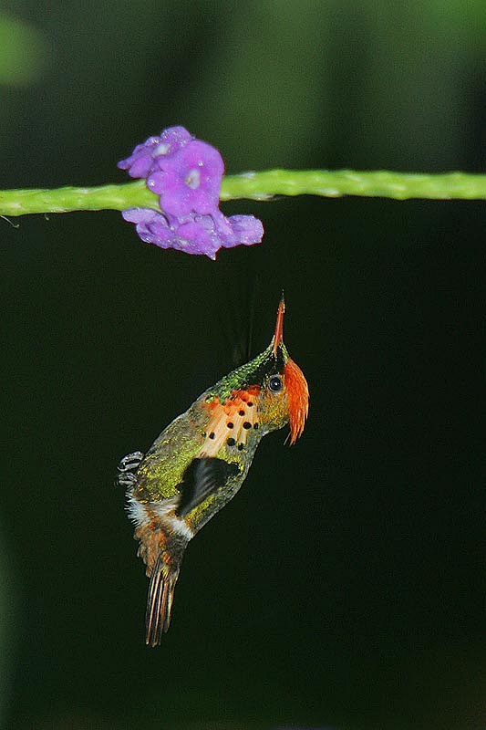 蜂鸟目蜂鸟科冠蜂鸟属缨冠蜂鸟