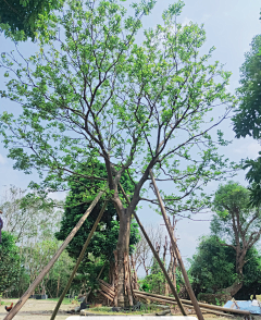 EJ素材搜集采集到EJ-植物-乔木