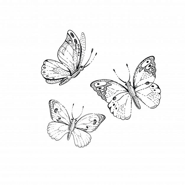 手绘黑白线稿蝴蝶t恤印花纹身插画矢量图素...