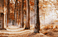 General 1920x1200 nature trees forest fall branch leaves yellow wood path sunlight shadow