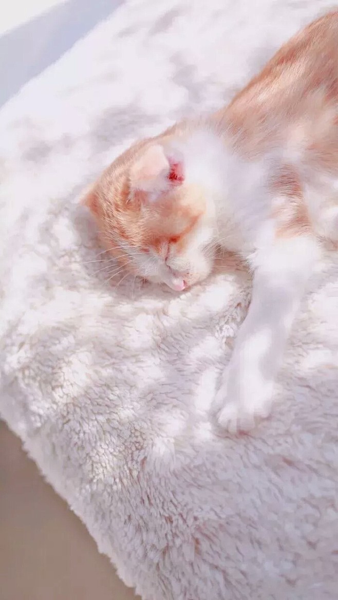 壁纸少女心手机壁纸可爱猫咪