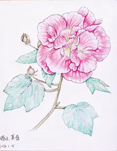芙蓉花