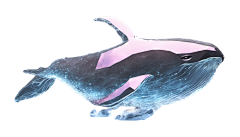 Neuropathy采集到鲸鱼