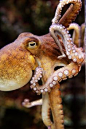 Fine Art Photography- Octopus-Animal-Marine Life-Aquarium-Sea-8x10-8x12-Art Print-Home Decor-Zoo-Bro