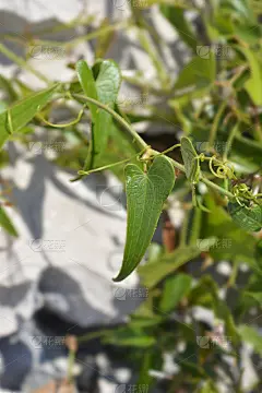 常见的菝葜