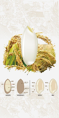 萌子zi采集到大米