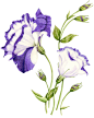  Lisianthus illustration