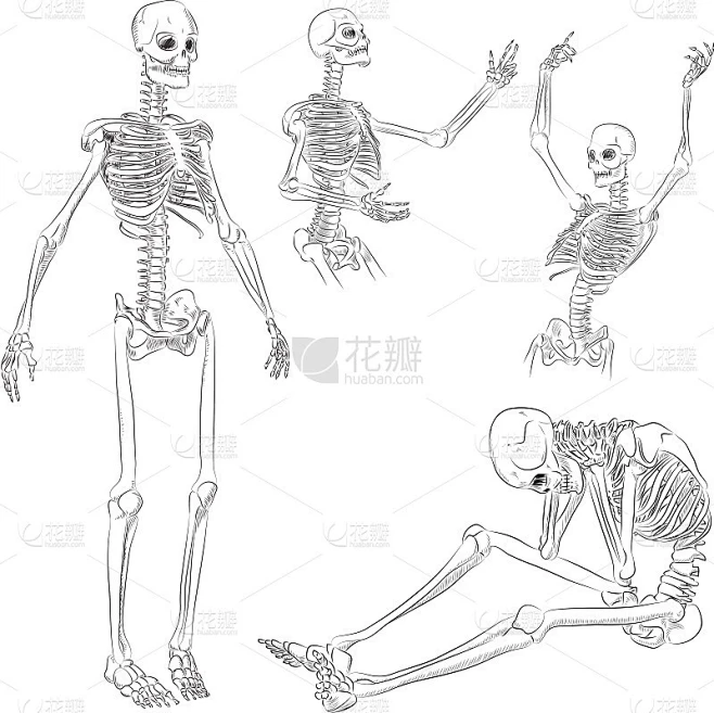 人类骨架图素材-花瓣网