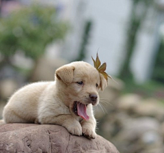 巴福尔德磊子采集到萌犬