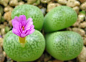 生石花
生石花（学名：Lithops N. E. Br.）是石竹目，番杏科生石花属全属植物的总称，约有40种。多年生肉质草本，几乎无茎；球状叶色彩多变，叶表皮较硬，色彩多变，顶部具有深色树枝状凹陷纹路，或花纹斑点，称作“视窗”。植物顶部有一裂缝，裂缝中开花，花单生，雏菊状，花茎2-3厘米，花白或黄色，花期盛夏至中秋。

原产南部非洲，喜温暖干燥和阳光充足环境，怕低温，忌强光暴晒，该属植物生长适温为10-30℃，冬季温度不低于12℃，可短暂耐受4-5℃的低温。宜生长在疏松透气的中性沙壤土。繁殖方法有播种和分
