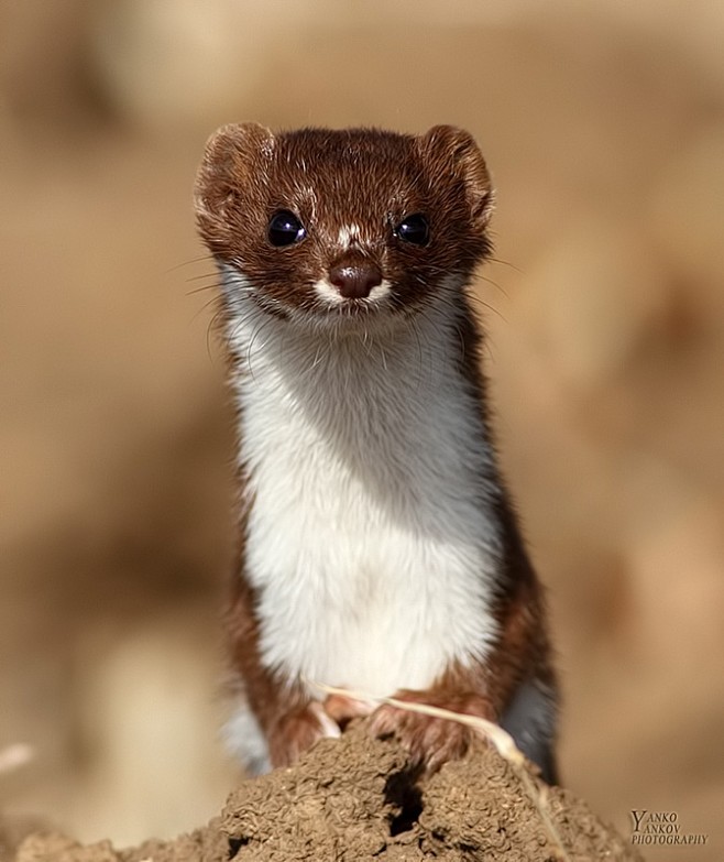 Mustela nivalis by Я...