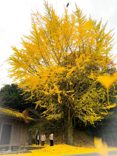 oC0Jt_葵花成海采集到L