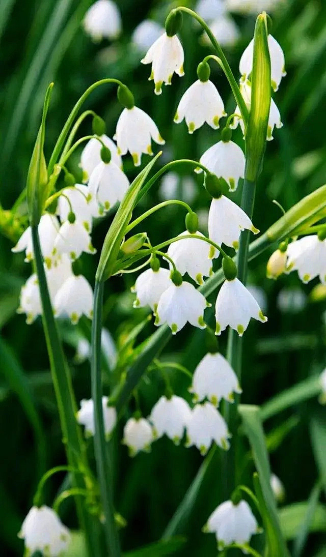 克里米亚雪花莲又名雪片莲