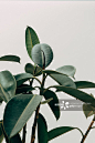 开花植物,低视角,Indian Rubber Houseplant,自然美,植物图片素材