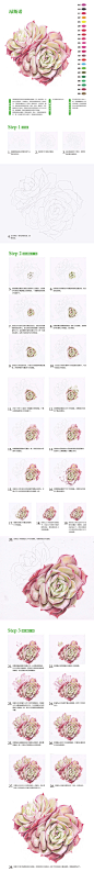 本案例摘自人民邮电出版社出版《约绘多肉：超萌多肉植物细密画绘制技法》http://product.dangdang.com/24189251.html