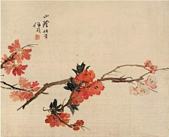 吃货归来采集到植物插画