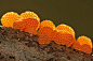 橙色的菌类植物。 