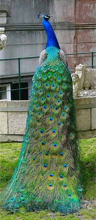 Gorgeous Peacock