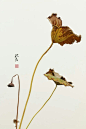 颂残荷